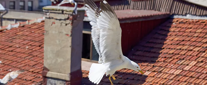 Residential Chimney Animal Removal Solution in Cinco Ranch, TX