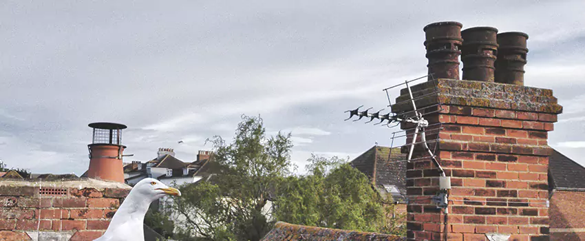 Chimney Cleaning And Restoration in Cinco Ranch, Texas